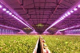 grow-led-chips