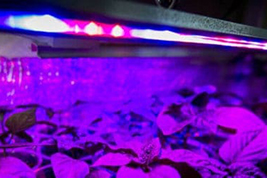 led-diodes-grow-light