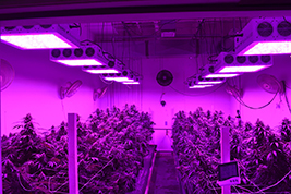 led-grow-chips